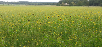 vakantiehuisje-veluwe-bospark-ede